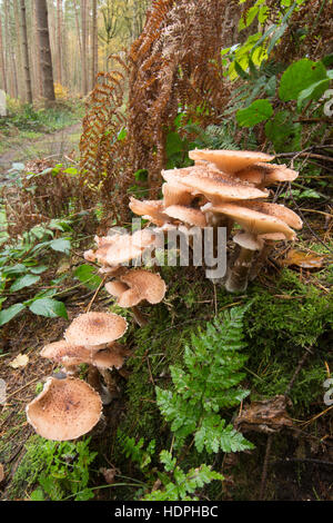 Chiodino o Boot-lace fungo Armillaria mellea. Crescendo su vecchio marciume ceppo di albero. Sussex, Regno Unito. Novembre Foto Stock