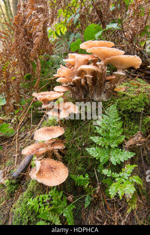 Chiodino o Boot-lace fungo Armillaria mellea. Crescendo su vecchio marciume ceppo di albero. Sussex, Regno Unito. Novembre Foto Stock