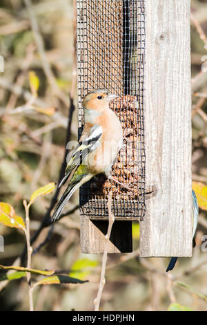 Fringuello a peanut Bird Feeder Foto Stock