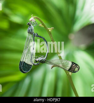 Due damsel-vola coniugata nella giungla di Amazonas regione del nord del Perù Foto Stock