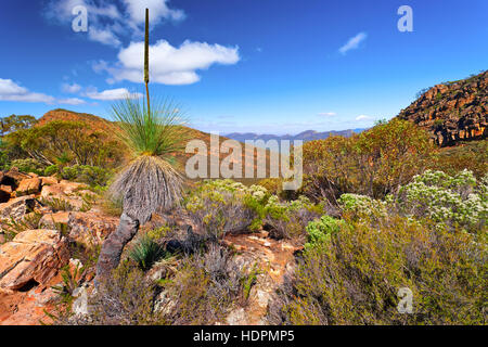 Paesaggio outback Flinders Ranges Australia del Sud paesaggi australiani Wilpena Pound St Mary Peak escursione sentiero escursionistico Foto Stock