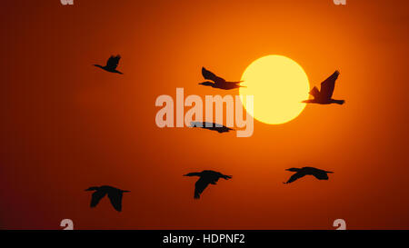 Silhouette di cormorani con Rising Sun Foto Stock