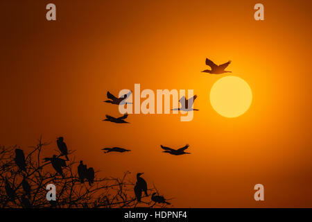 Silhouette di cormorani con Rising Sun Foto Stock