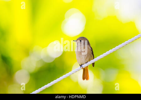 Daurian Redstart in piedi con sfondo verde Foto Stock