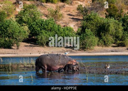 Da Victoria Falls è possibile visitare il vicino Botswana. In particolare Chobe National Park. Ippopotami in fiume Chobe. Il Chobe National Park è uno Foto Stock
