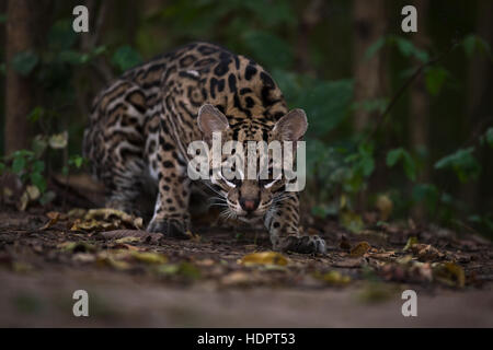 Un selvatico Ocelot da Pantanal guarda la fotocamera Foto Stock