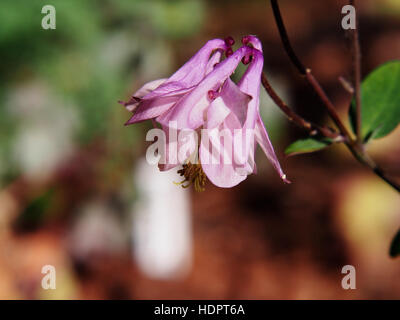 Aquilegia - nonna cofano, aquilegia alpina Foto Stock