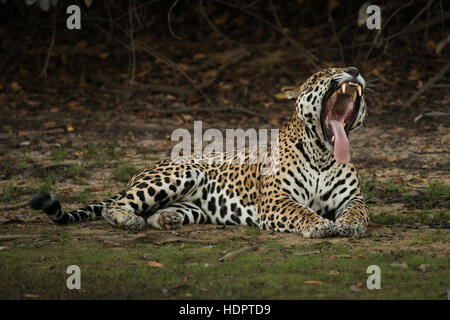 Una molto grande maschio Jaguar in appoggio sulle rive di un lago nel Pantanal Foto Stock