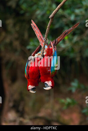 Due rosso-verde Macaws appeso a testa in giù da un ramo di albero Foto Stock