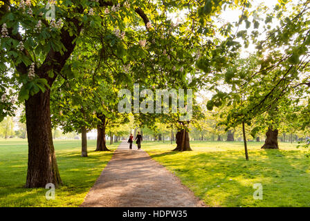 Viale alberato percorso in Kensington Gardens, Londra, Inghilterra, Regno Unito Foto Stock