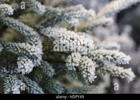 La brina e il ghiaccio cristalli sul piccolo Abete rami vicino fino in un freddo giorno d'inverno. Profondità di campo. Foto Stock