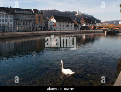 La Svizzera, Europa: un cigno nel fiume Reuss e lo skyline di Lucerna, la città medievale famosa per le sue coperte ponti in legno Foto Stock