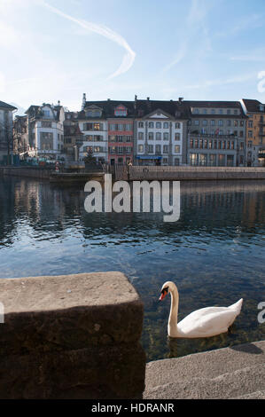 La Svizzera, Europa: un cigno nel fiume Reuss e lo skyline di Lucerna, la città medievale famosa per le sue coperte ponti in legno Foto Stock