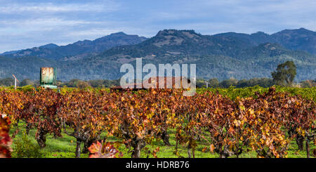 Costruzione in legno con arrugginita tin roof nel mezzo di un vigneto con una varietà di colori autunnali sulle sue foglie Foto Stock