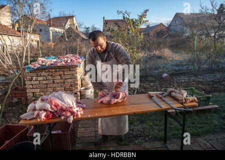 Tradizionale uccisione di maiale in Moravia, Czech Reoublic Foto Stock