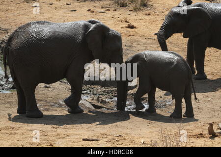 Tre elefanti africani in un fangoso Watering Hole Foto Stock