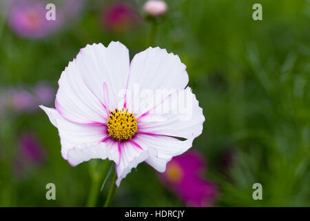 Cosmos bipinnatus "Vega misti fiori". Foto Stock