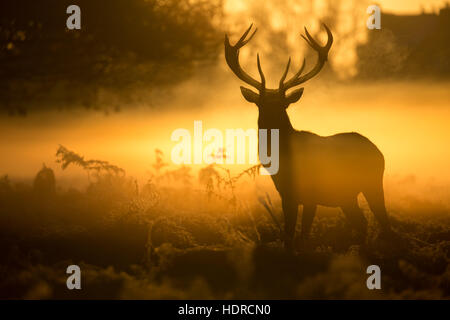 Un impressionante stag stagliano da una gloriosa golden sunrise in Bushy Park Foto Stock