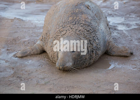 Bull guarnizione grigio crogiolarsi al Donna Nook resrve in Lincolnshire Foto Stock