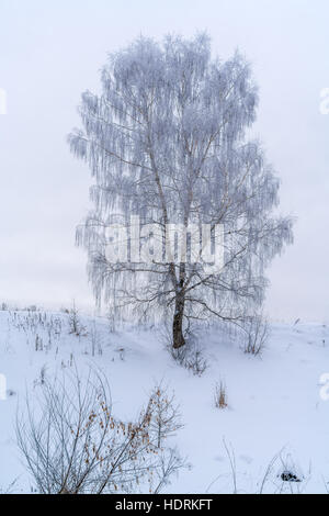 Lone birch nel bosco invernale coperto di brina e il bianco della neve Foto Stock