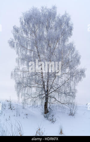 Lone birch nel bosco invernale coperto di brina e il bianco della neve Foto Stock