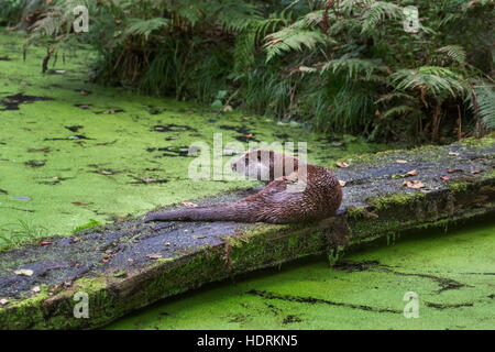 Unione Lontra di fiume (Lutra lutra) appoggiato sul log su stagno coperto di lenticchie d'acqua Foto Stock