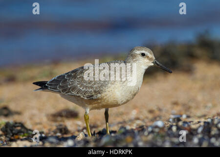 Nodo rosso (Calidris canutus) capretti nella tarda estate del foraggio lungo la costa del Mar Baltico Foto Stock