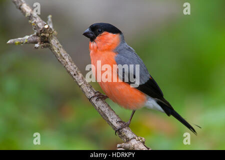 Comuni / bullfinch ciuffolotto (Pyrrhula pyrrhula) maschio arroccato nella struttura ad albero Foto Stock
