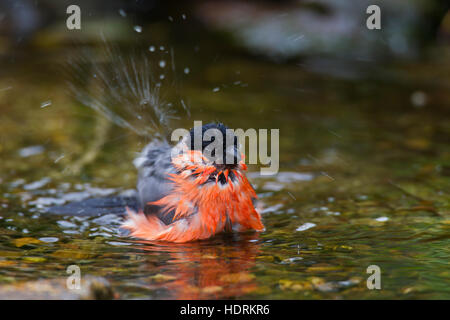 Comuni / bullfinch ciuffolotto (Pyrrhula pyrrhula) maschio di balneazione in acque poco profonde di brook Foto Stock