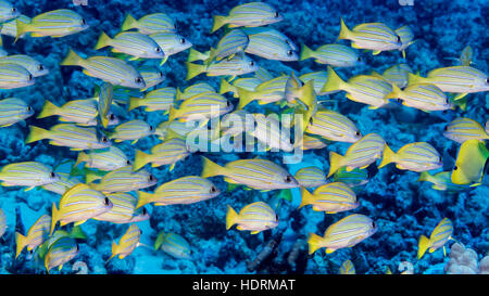 Bluestripe Snapper (Lutjanus kasmira) schooled presso il sito di immersione Turtle paradiso sulla costa di Kona Foto Stock