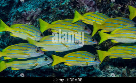 Bluestripe Snapper (Lutjanus kasmira) schooled presso Garden Eel Cove; Kona, isola di Hawaii, Hawaii, Stati Uniti d'America Foto Stock