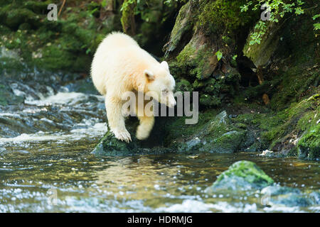 Spirito di Orso (Ursus americanus kermodei) camminando lungo il bordo del fiume con riflesso nell'acqua, grande orso foresta di pioggia Foto Stock