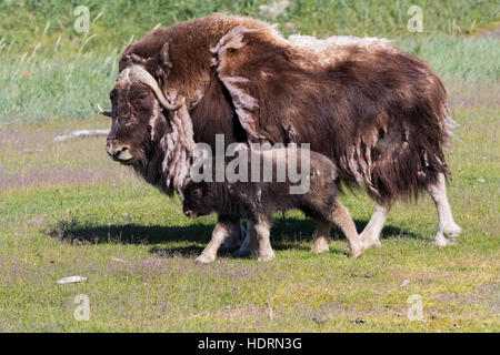 A Muskox (Ovibos Moschatus) Cow Shedding è inverno Coat cammina con il suo giovane vitello, Captive all'Alaska Wildlife Conservation Center, South-cent... Foto Stock