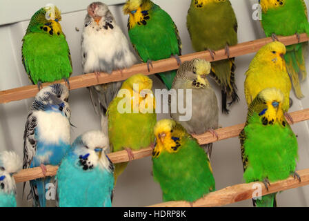 Una selezione di pet pappagalli (Melopsittacus Undulatus) seduto su trespoli in un allevamento voliera. Foto Stock