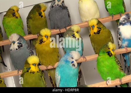 Una selezione di pet pappagalli (Melopsittacus Undulatus) seduto su trespoli in un allevamento voliera. Foto Stock