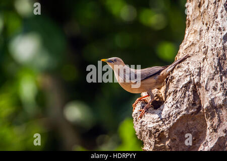 Chestnut-tailed starling a Bardia national park, Nepal ; specie Sturnus malabaricus famiglia di Sturnidae Foto Stock