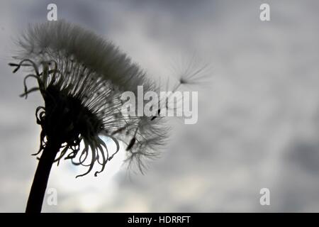 Un dente di leone soffiato nel vento invernale, con il sole bloccato dalle nuvole. Foto Stock