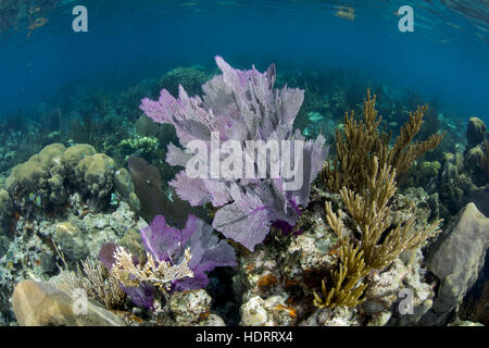 Dry Tortugas, agosto 2015, Viola fan corallo e un sacco di vita sana in una barriera corallina poco profonda sceen vicino a Ft. Jefferson nella Dry Tortugas Foto Stock