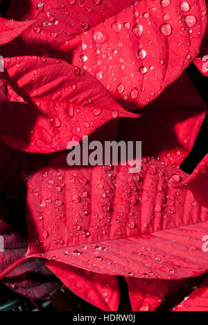 Gocce di rugiada raccogliere su una foglia poinsettia. La poinsettia (Euphorbia pulcherrima) è un composto commercialmente importante specie vegetali della variegata famiglia di euforbia indigene del Messico. È noto per il suo colore rosso e verde fogliame e ampiamente utilizzato nel Natale displ floreali Foto Stock