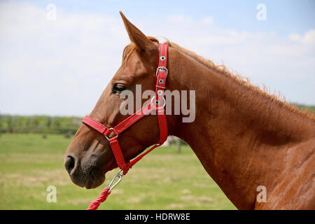 Vista laterale colpo alla testa di un giovane purosangue anglo-stallone arabo sul pascolo estivo rurale scena Foto Stock