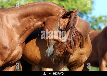 Giovane stallone cavalli abbracciando nella pacifica in estate corral Foto Stock