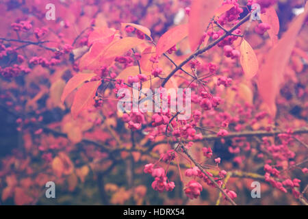 Autunnale albero di mandrino con frutti di rosa sul ramo Foto Stock