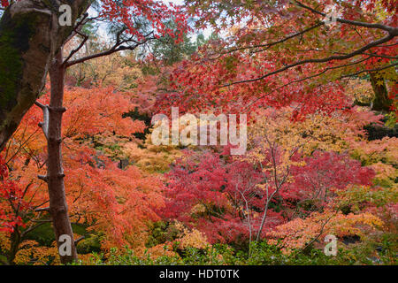 Incredibili colori autunnali a Tofuku-ji, Kyoto, Giappone Foto Stock