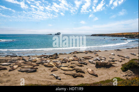 Le guarnizioni di tenuta di elefante viewpoint - Big Sur Costa, California Foto Stock