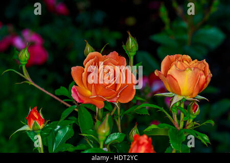 Bella la fioritura delle rose in Washington Park, International Rose Test Garden, Portland, Oregon. Foto Stock