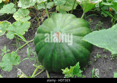 Close-up di zucca di maturazione Foto Stock