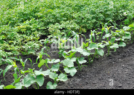 Coltivate biologicamente ortaggi vari Foto Stock