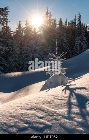 Snovy alberi sulle montagne invernali Foto Stock