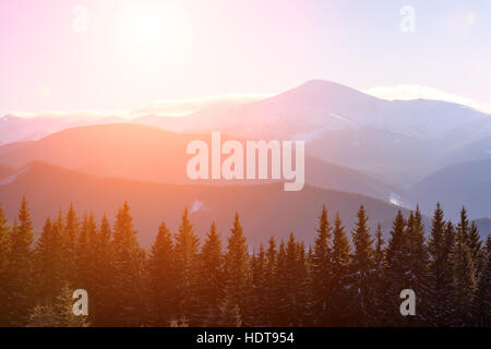 Snovy alberi sulle montagne invernali Foto Stock