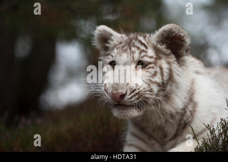 Royal tigre del Bengala / Koenigstiger ( Panthera tigris ), bianco morph, close-up, headshot, sembra furbo, Gizmo, ma carino. Foto Stock